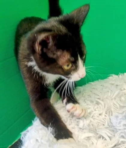 A baby small-sized male Domestic Short Hair cat named Bravo for adoption in Houston, TX
