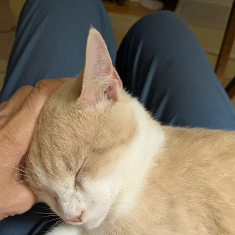 Kip thumbnail 2