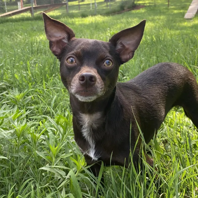 An adult small-sized male Brown / Chocolate Chihuahua dog named Rocket for adoption in Stillwater, OK
