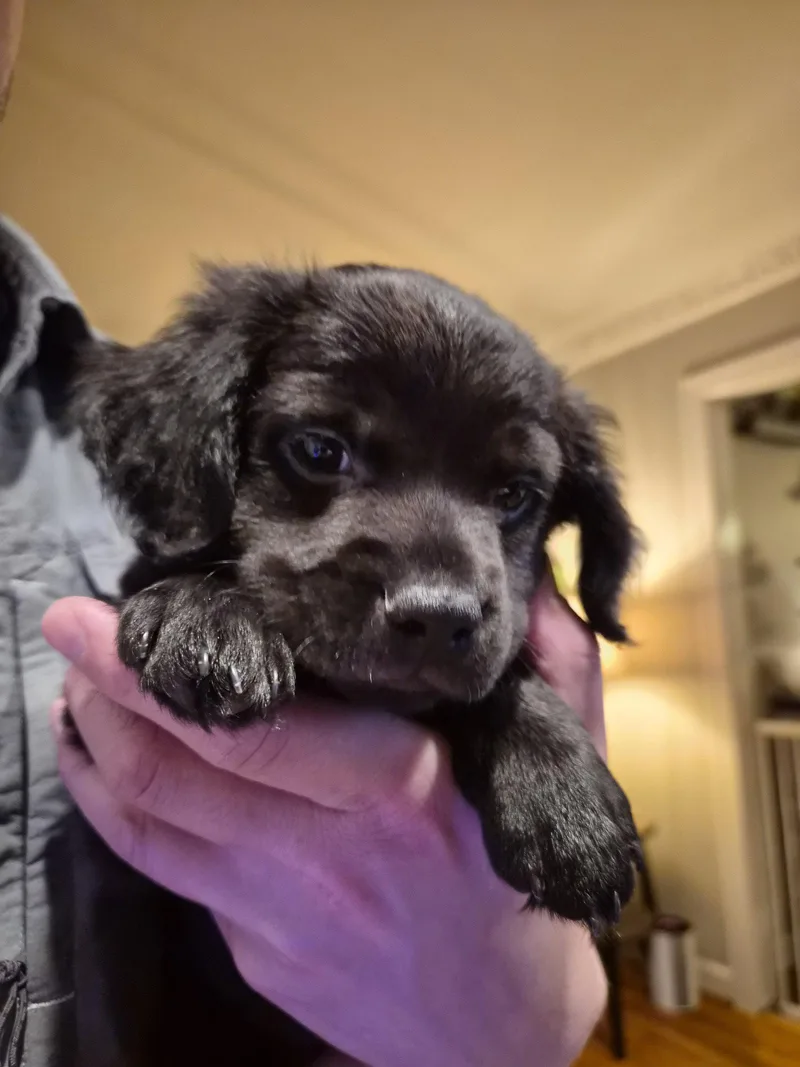 Lucy  Zoey's Litter thumbnail 2