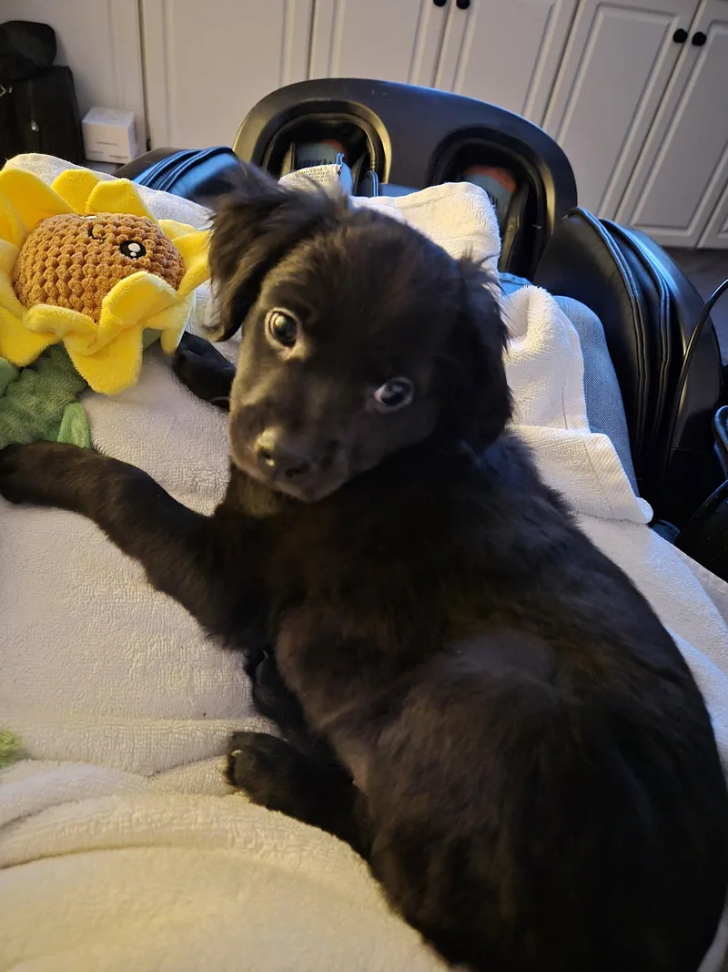 Lucy  Zoey's Litter thumbnail 3