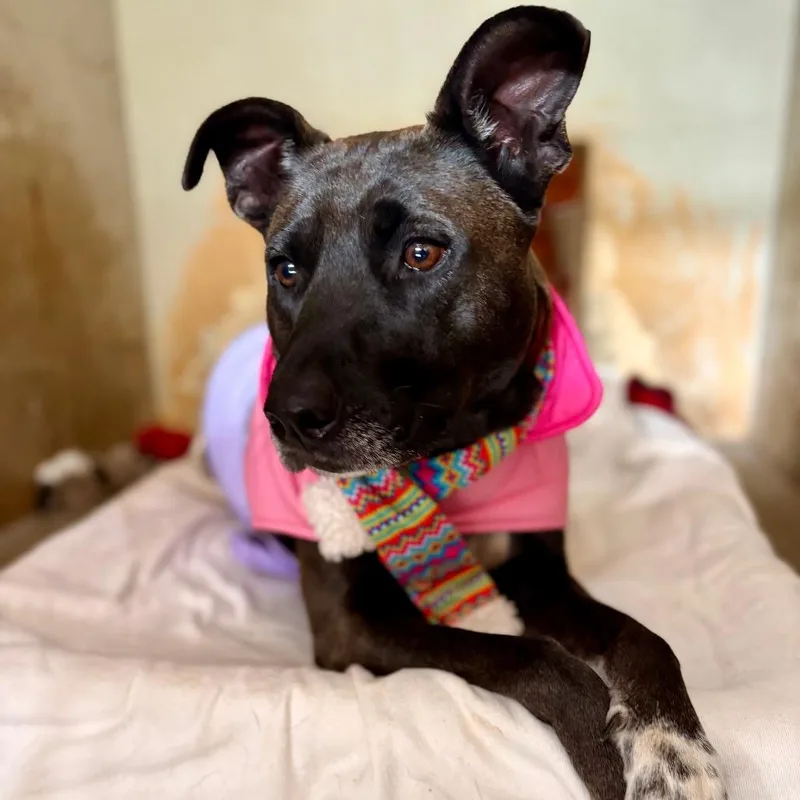 An adult medium-sized female Black Labrador Retriever dog named Wanda for adoption in Austin, TX