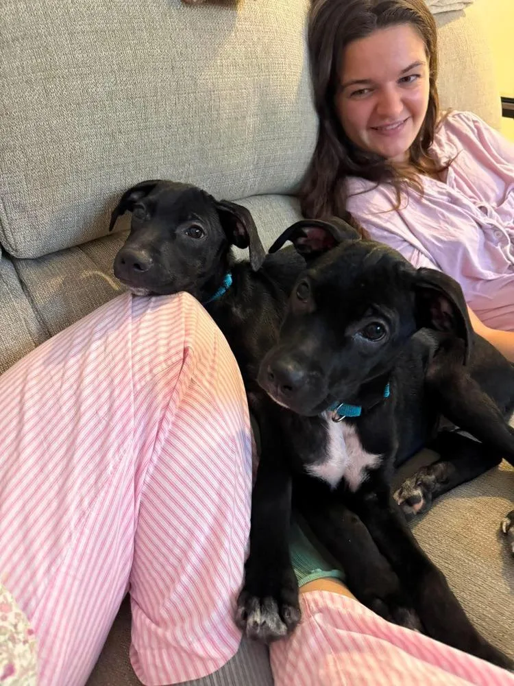 A baby medium-sized male Tricolor (Brown, Black, & White) Retriever dog named Lurch for adoption in Valley Stream, NY