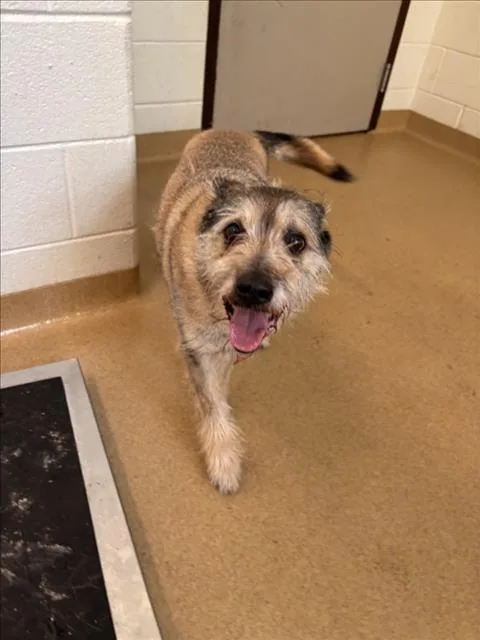 A senior medium-sized male Keeshond dog named Diesel for adoption in Derwood, MD