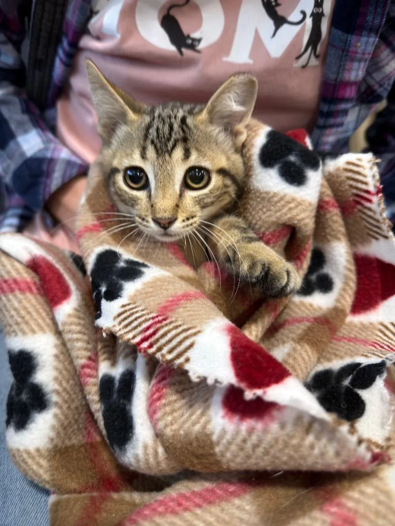 A baby small-sized male Domestic Short Hair cat named Kit Kat for adoption in La Verkin, UT