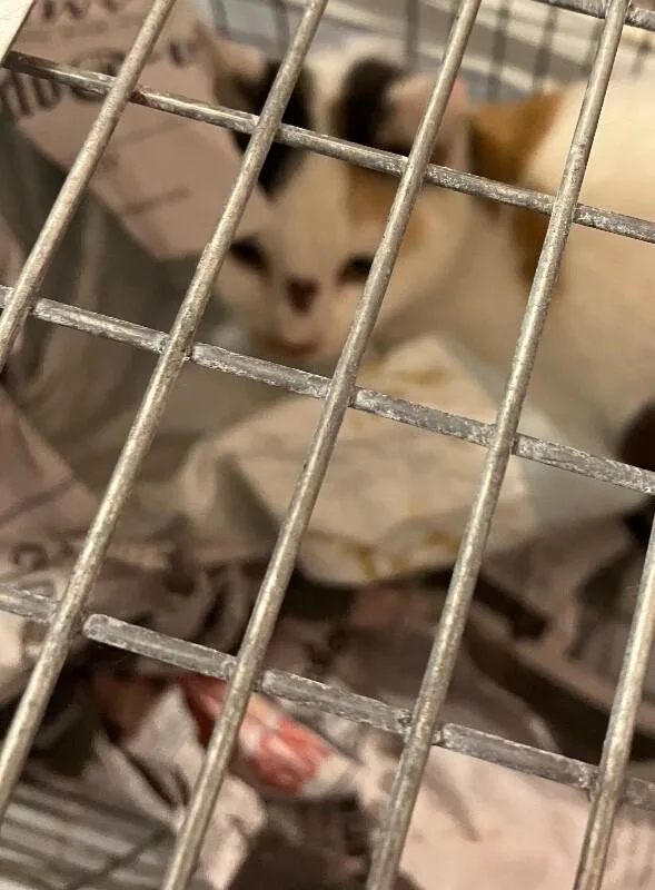 A baby medium-sized female Calico Domestic Short Hair cat named Sasha for adoption in Colmar, PA
