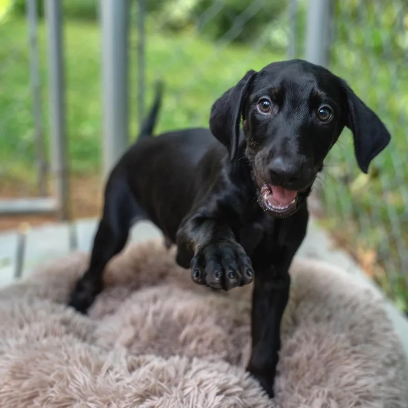 A baby medium-sized male Black Doberman Pinscher dog named Hades for adoption in Gainesville, GA