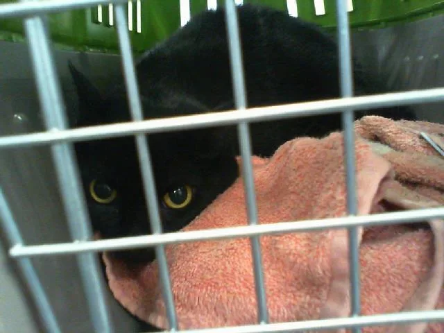 An adult large-sized female Domestic Short Hair cat named Bella for adoption in Charlotte, NC
