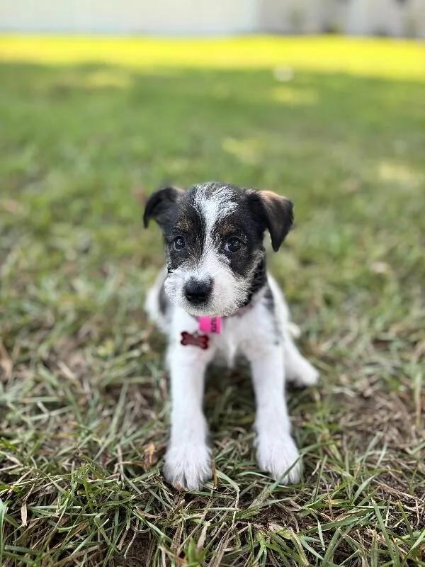 A baby small-sized female Jack Russell Terrier dog named Queenie for adoption in Aiken, SC