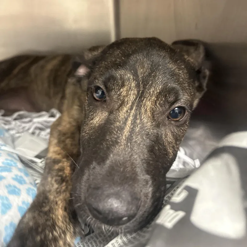 A baby medium-sized female Yellow / Tan / Blond / Fawn Shepherd dog named Thermostat for adoption in Lakeland, FL