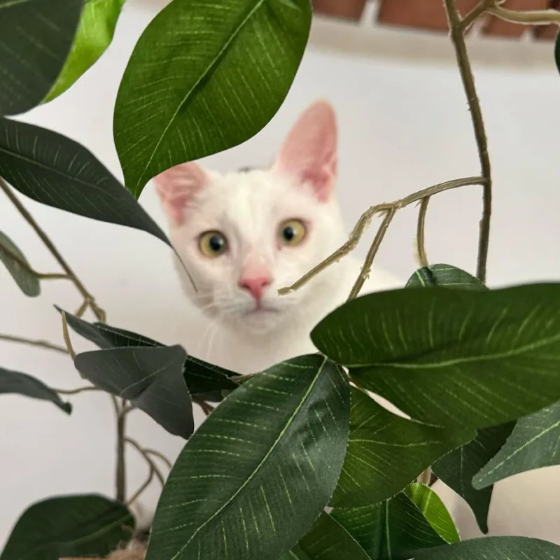 A baby small-sized male White Domestic Short Hair cat named Moe for adoption in Escondido, CA