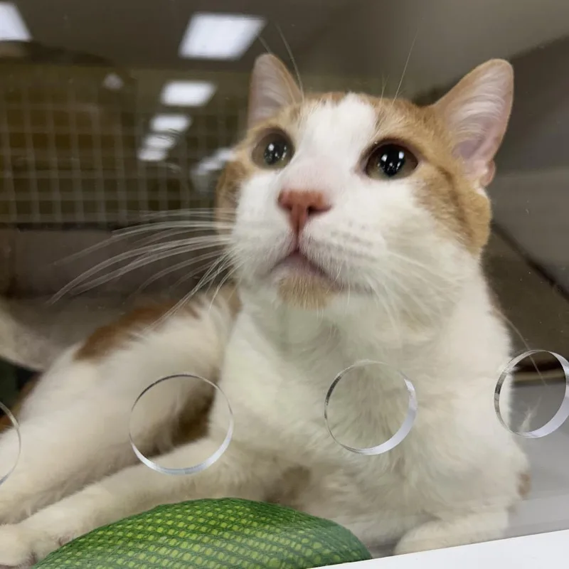 An adult large-sized male Domestic Short Hair cat named Creamsicle for adoption in Cumming, GA