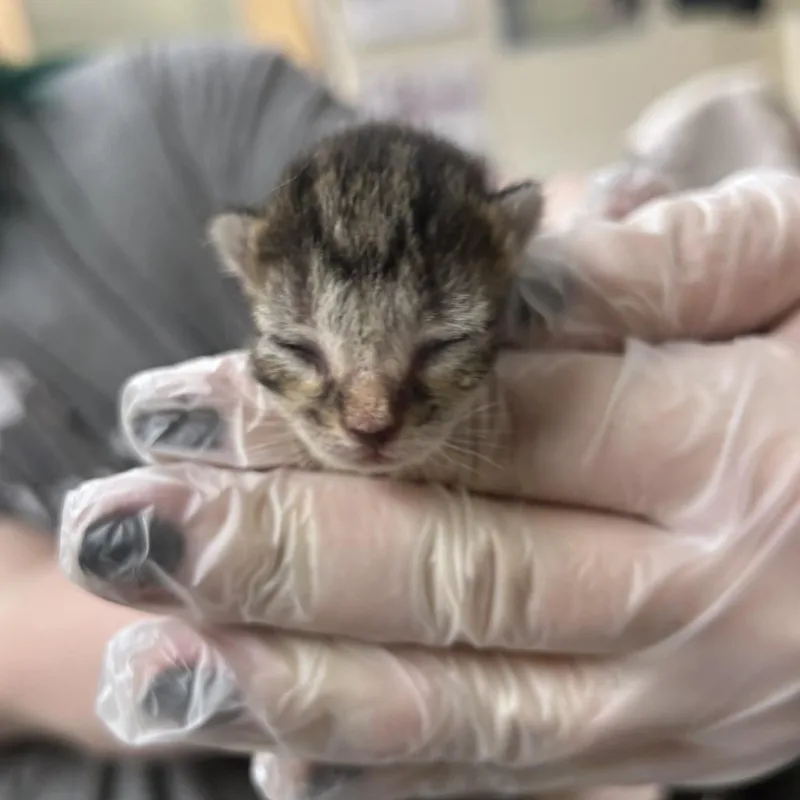A baby small-sized male Brown / Chocolate Domestic Long Hair cat named Apricot for adoption in Asheville, NC