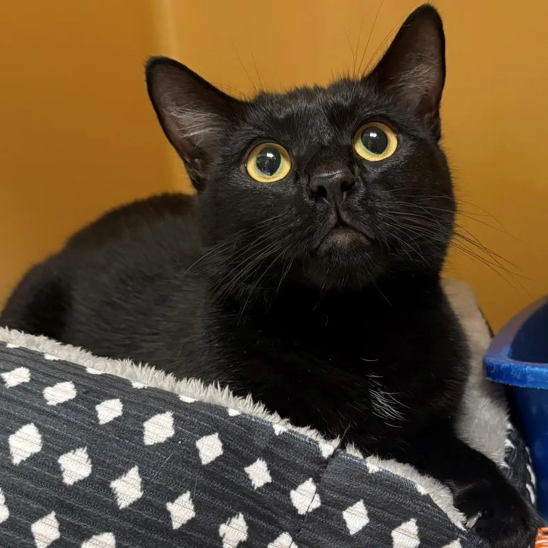An adult medium-sized male Black Domestic Short Hair cat named Link for adoption in East Hanover, NJ