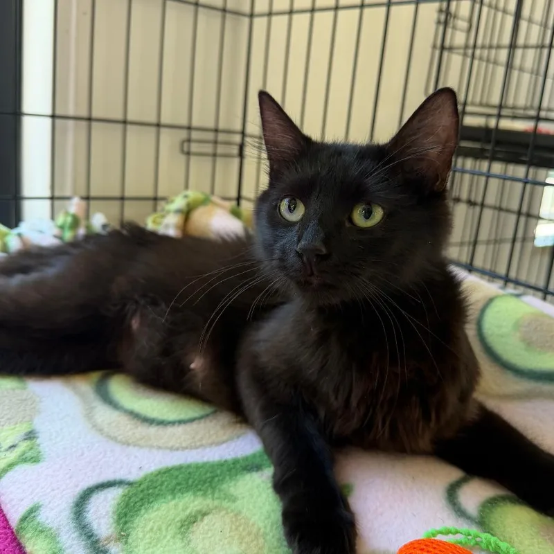 An adult medium-sized female Black Domestic Medium Hair cat named Jazz for adoption in Deerfield, IL