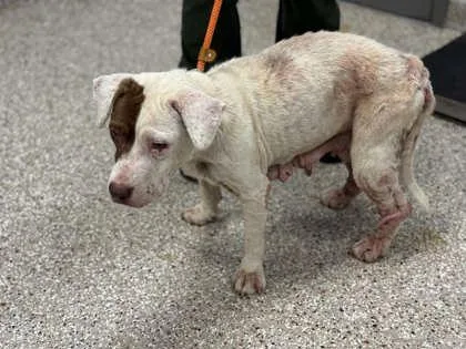 An adult medium-sized female American Staffordshire Terrier dog named Lacy for adoption in Gastonia, NC