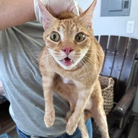 An adult extra large-sized female Orange / Red Domestic Short Hair cat named Spooky for adoption in Bastrop, TX