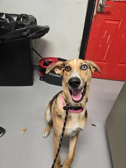 An adult medium-sized male Mixed Breed dog named Raos for adoption in West Chester, PA