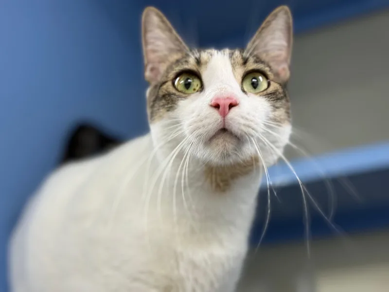 An adult medium-sized female Tabby (Brown / Chocolate) Domestic Short Hair cat named Valentina for adoption in Lauderhill, FL