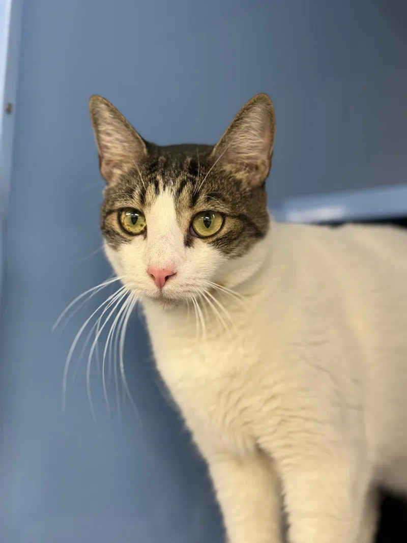 Valentina thumbnail 4