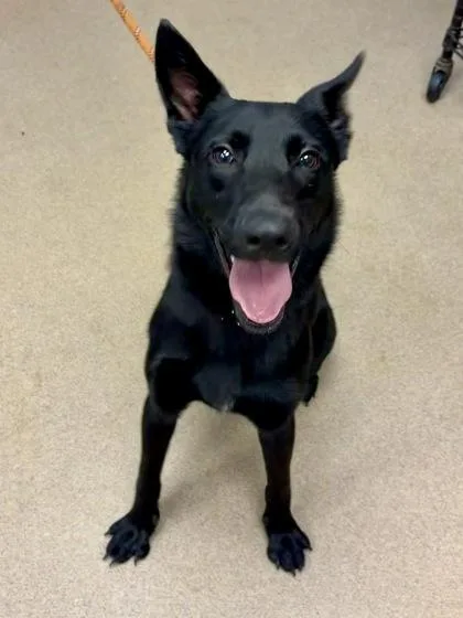 An adult medium-sized male Mixed Breed dog named McScruffles for adoption in Chamblee, GA
