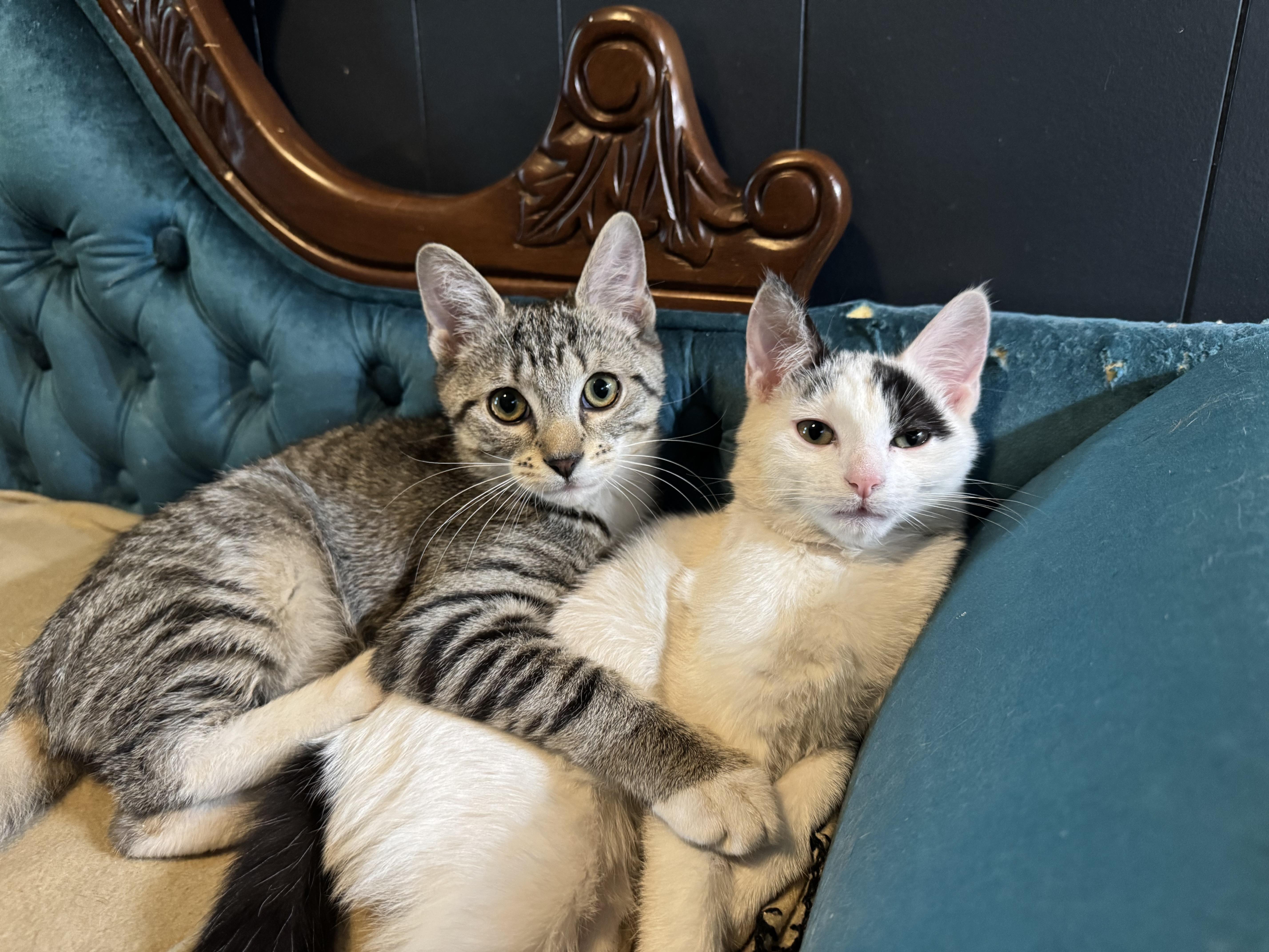 Cheddar Bay Biscuit thumbnail 2