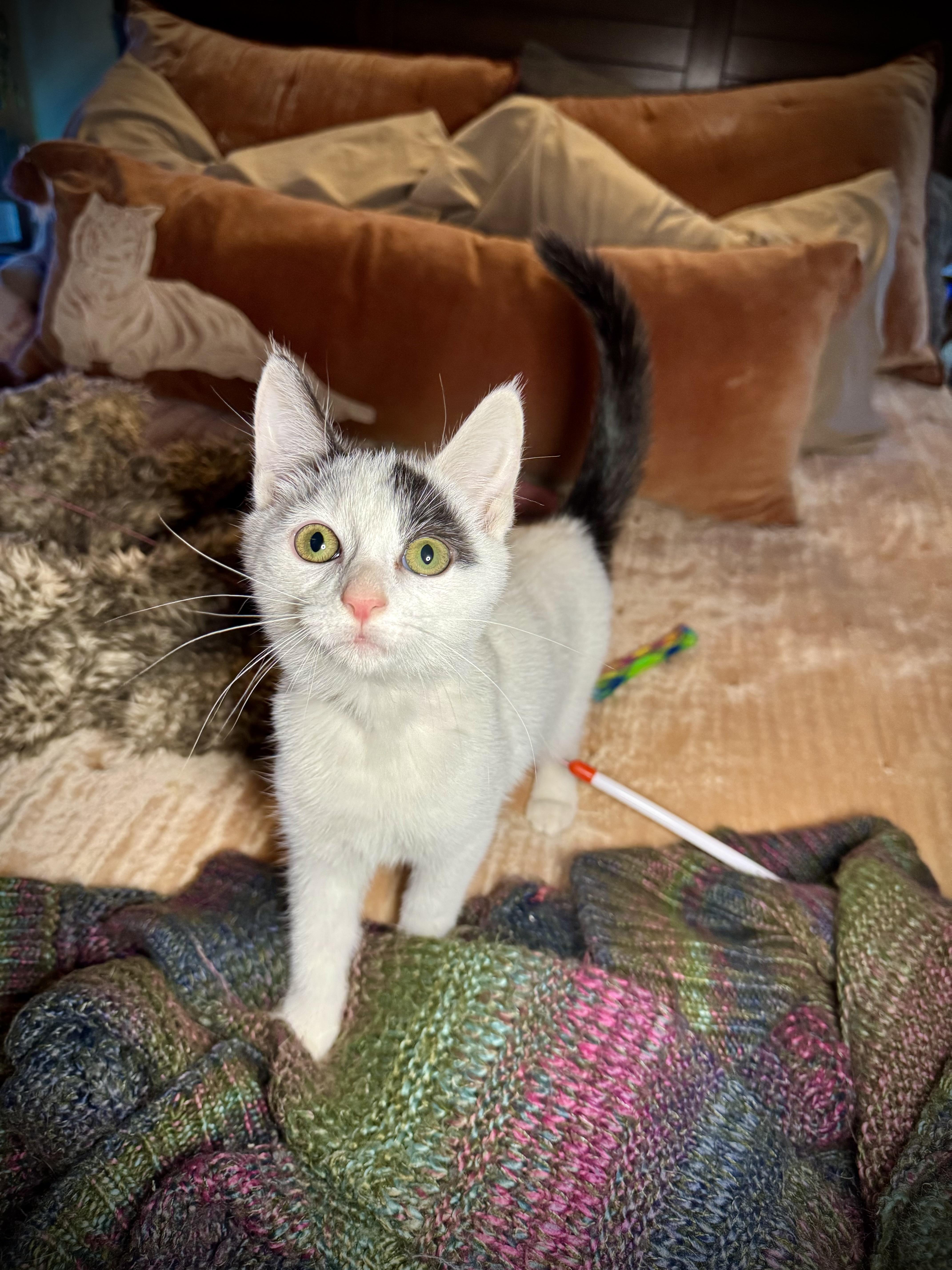 Cheddar Bay Biscuit thumbnail 3