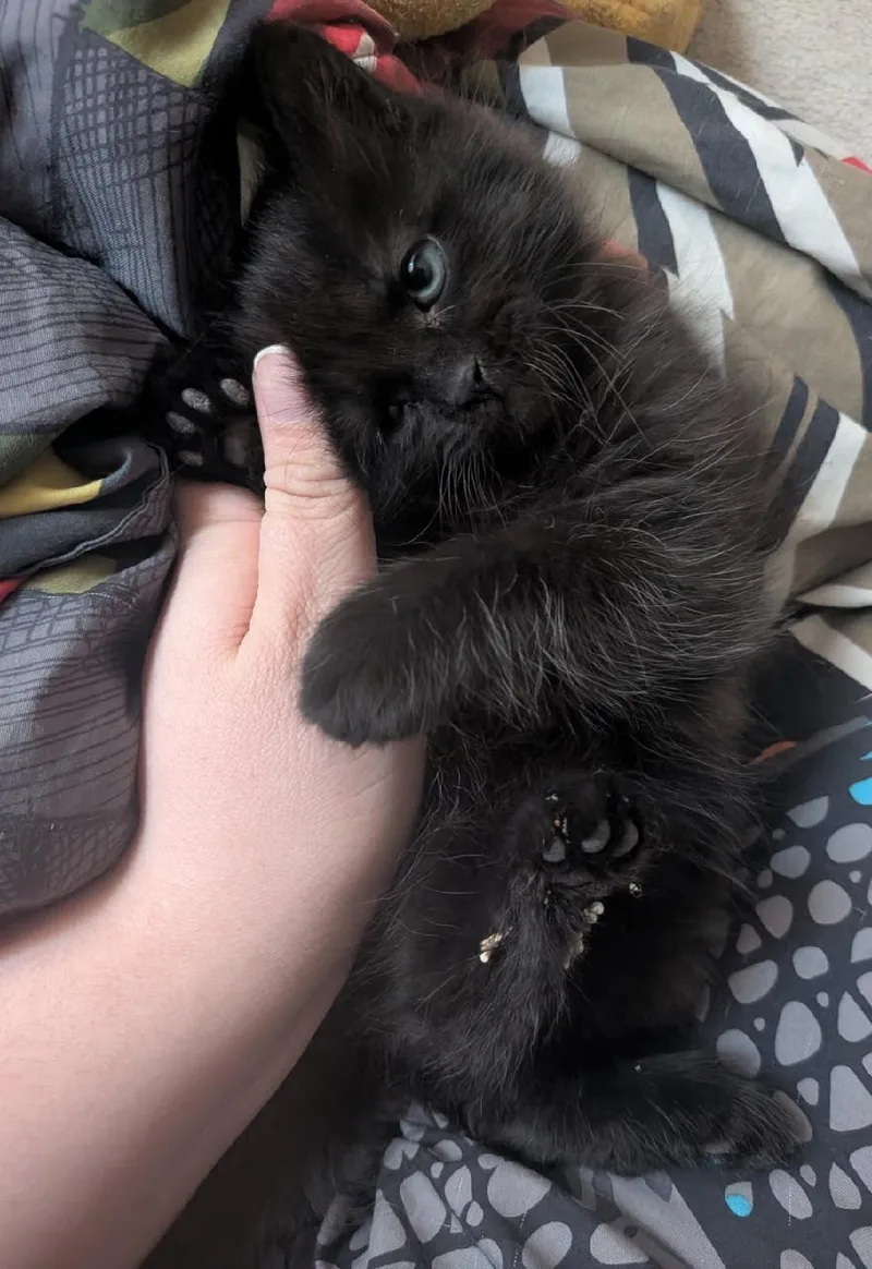 A baby medium-sized female Black Domestic Long Hair cat named Carly for adoption in Ventura, CA