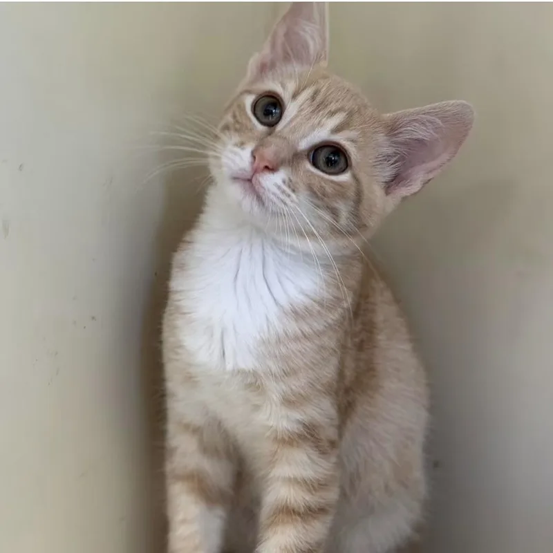 A baby medium-sized male Tabby (Orange / Red) Domestic Short Hair cat named Mango for adoption in Santa Rosa, CA