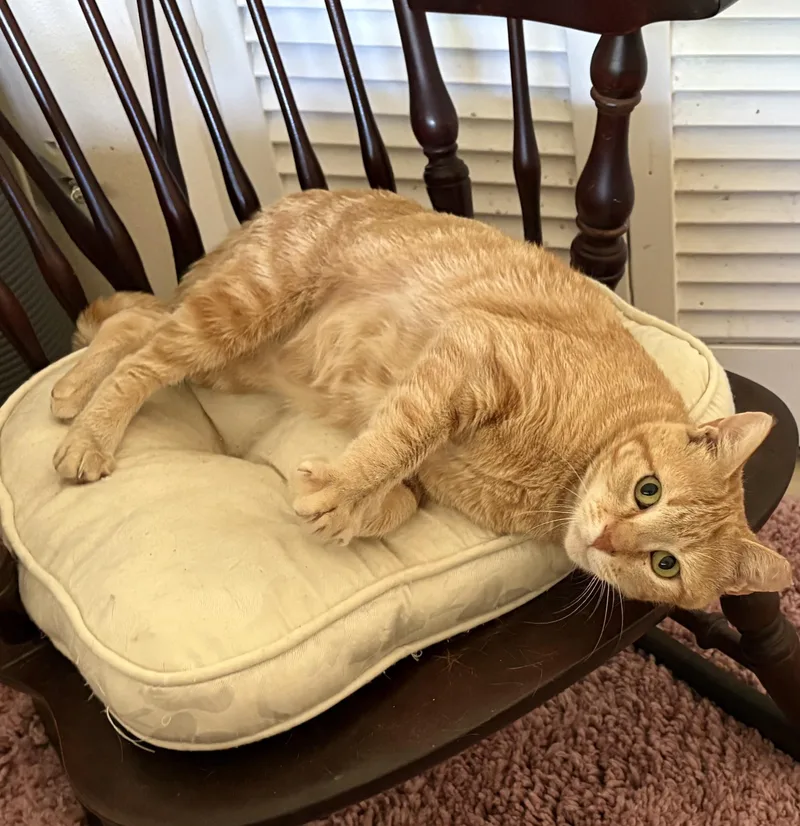 Buttercup thumbnail 2