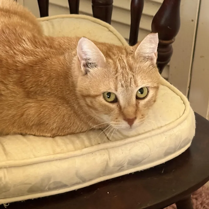 A young medium-sized female Tabby (Orange / Red) Domestic Short Hair cat named Buttercup for adoption in Tampa, FL