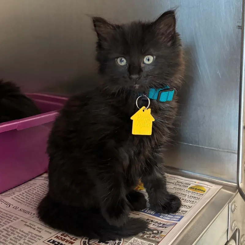 A baby small-sized female Black Domestic Long Hair cat named Darjeeling for adoption in Springfield, MA