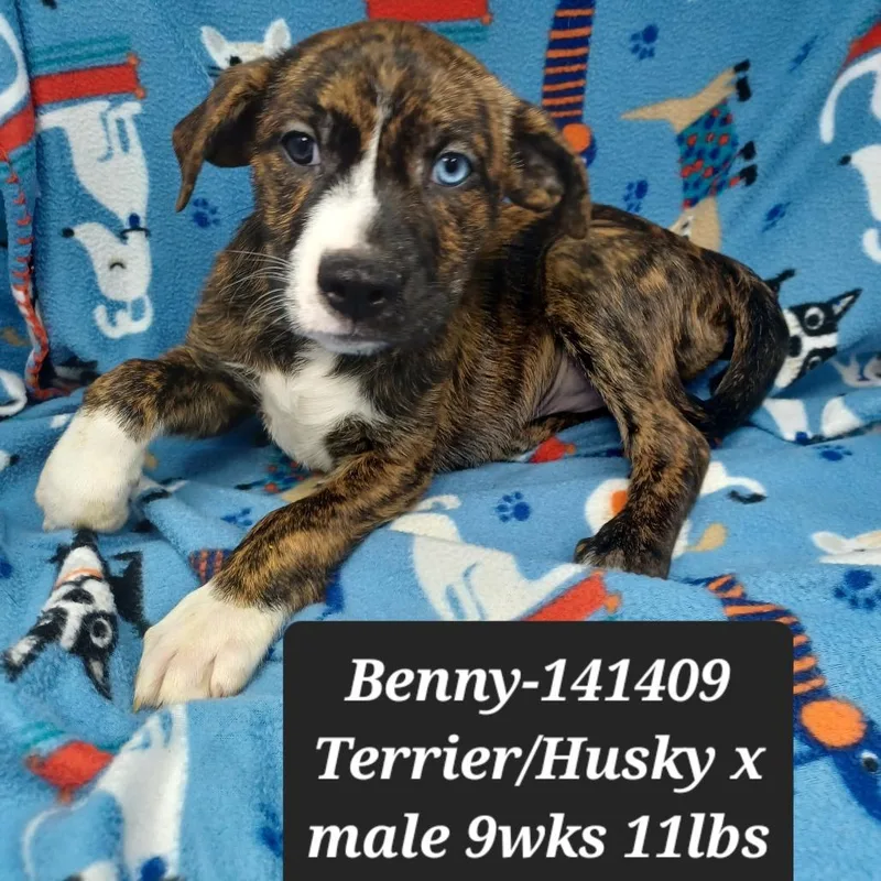 A baby small-sized male Pit Bull Terrier dog named Benny for adoption in New Tazewell, TN