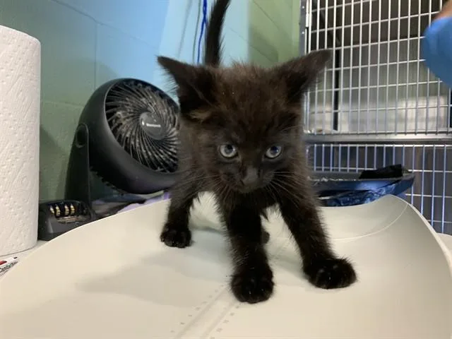 Leo
