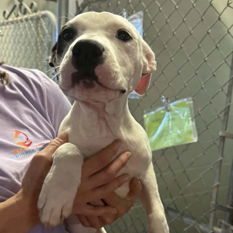 A baby small-sized female White / Cream Pit Bull Terrier dog named Dagger for adoption in Stephenville, TX