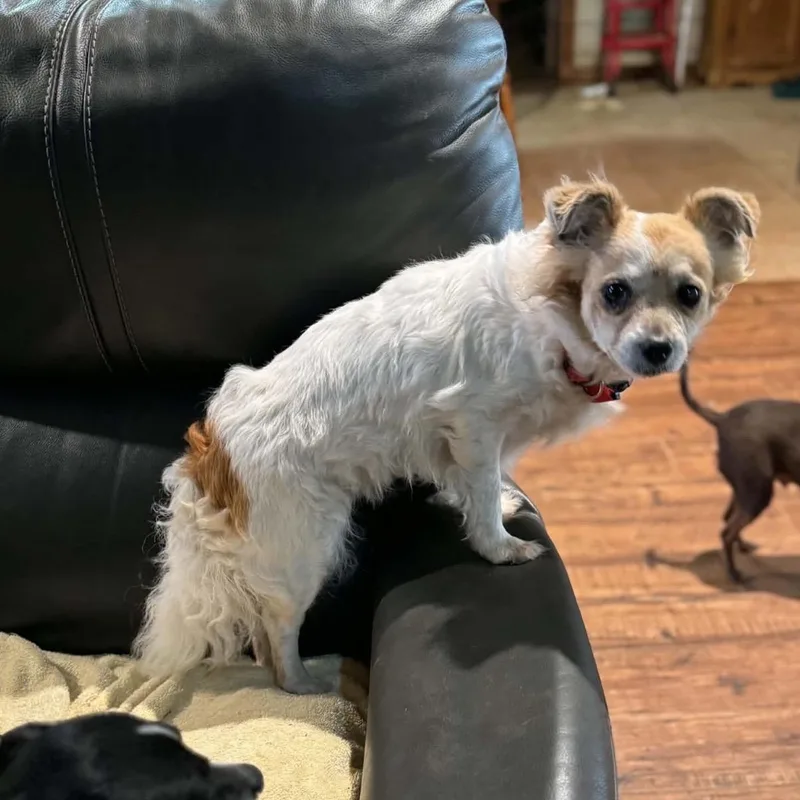 Precious thumbnail 4