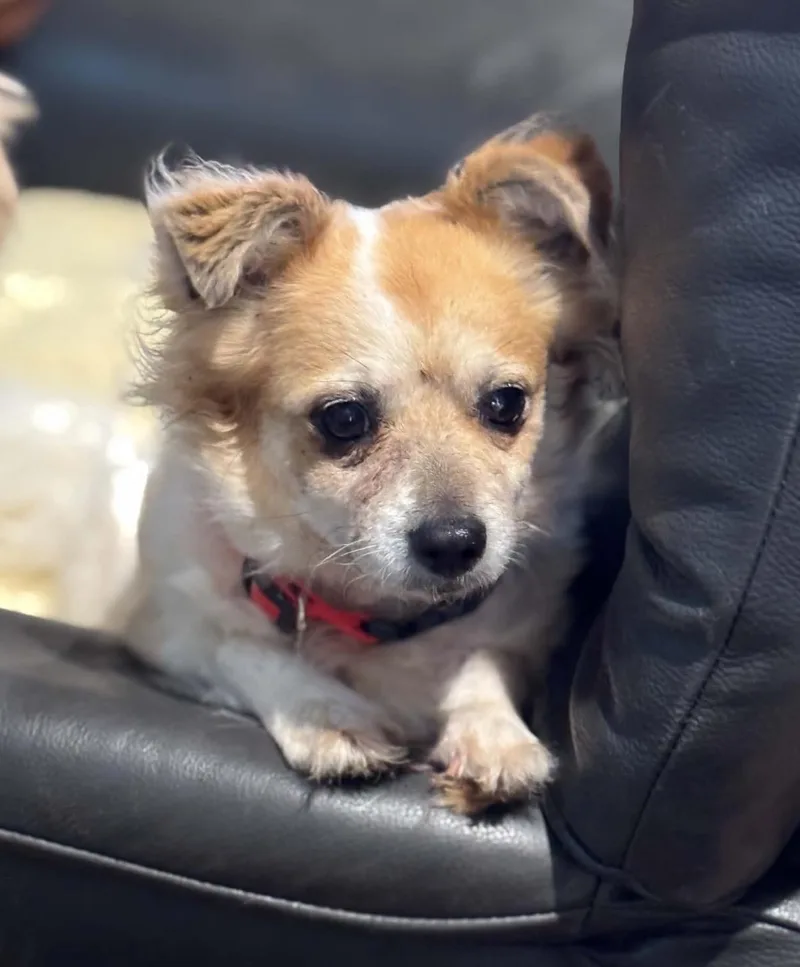 Precious thumbnail 5