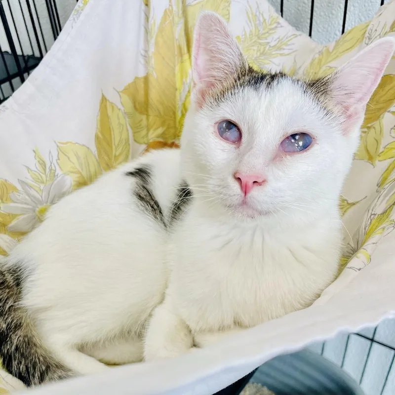 A young small-sized male White Domestic Short Hair cat named Hobo for adoption in Lebanon, MO