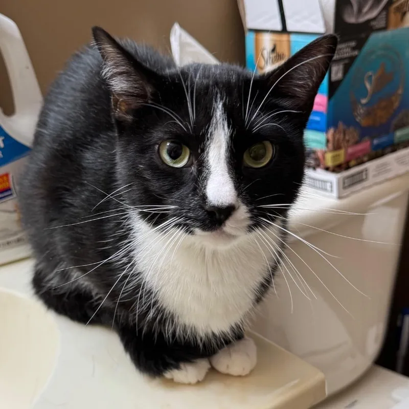 An adult small-sized male Domestic Short Hair cat named Rodger for adoption in Roselle, IL