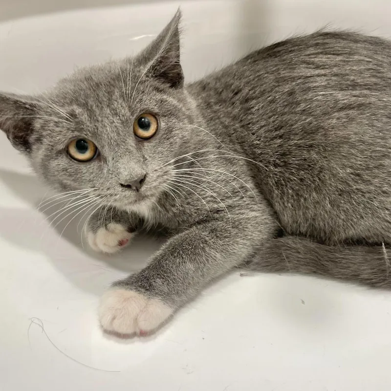 An adult small-sized female Gray / Blue / Silver Domestic Short Hair cat named Bella for adoption in Howard beach, NY