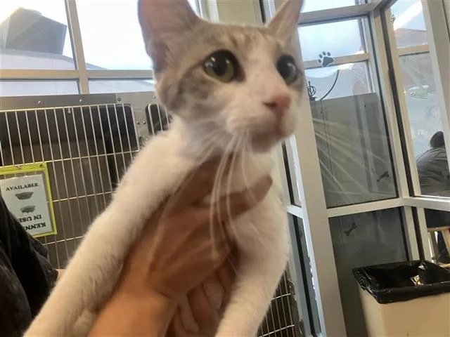 A young small-sized female Domestic Short Hair cat named Ginny for adoption in San Antonio, TX