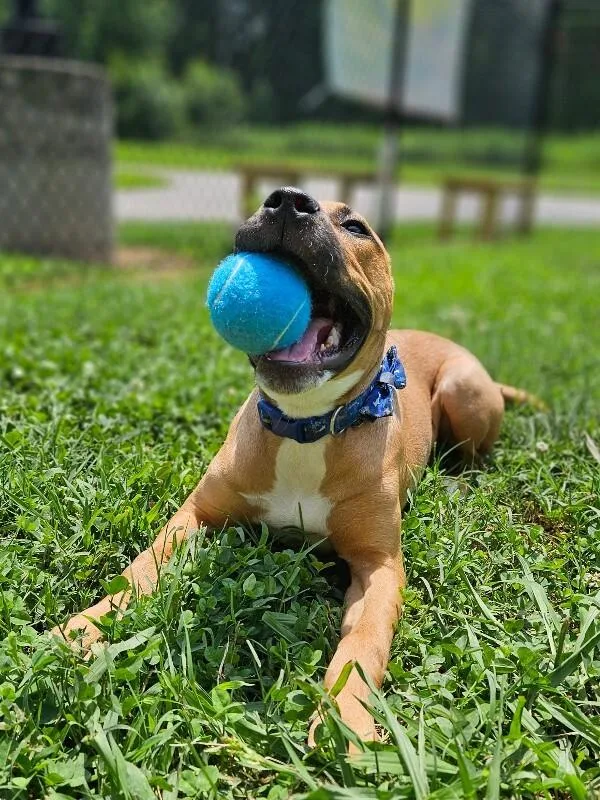 A young small-sized female Yellow / Tan / Blond / Fawn American Staffordshire Terrier dog named Hattie for adoption in Disputanta, VA
