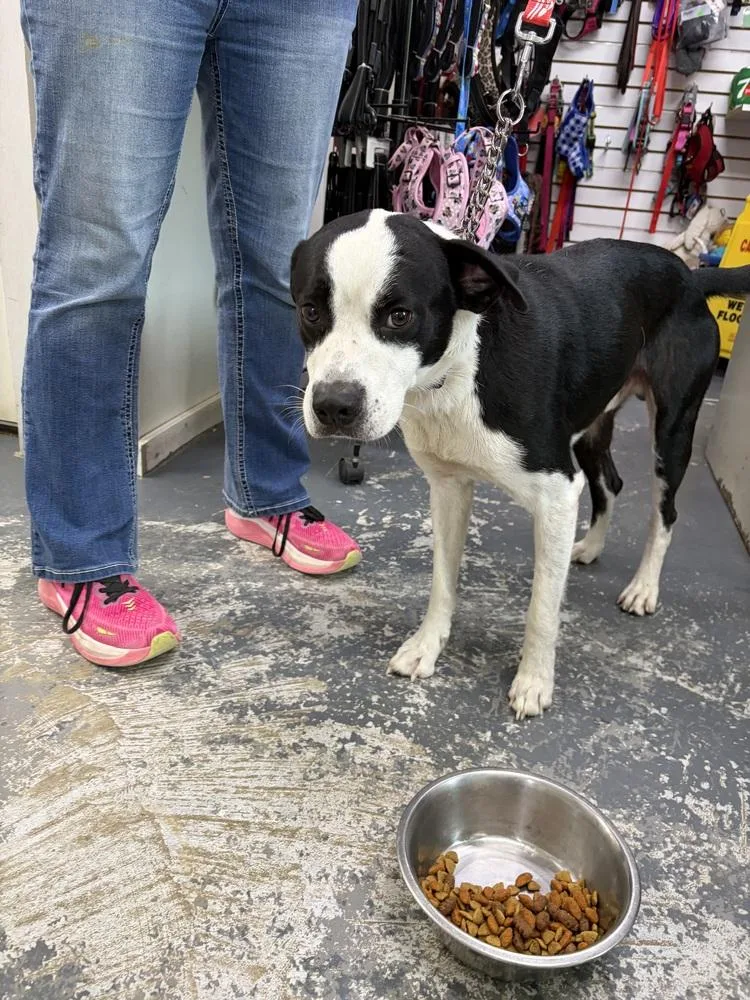 An adult medium-sized male Tricolor (Brown, Black, & White) Labrador Retriever dog named Wendall for adoption in Linton, IN