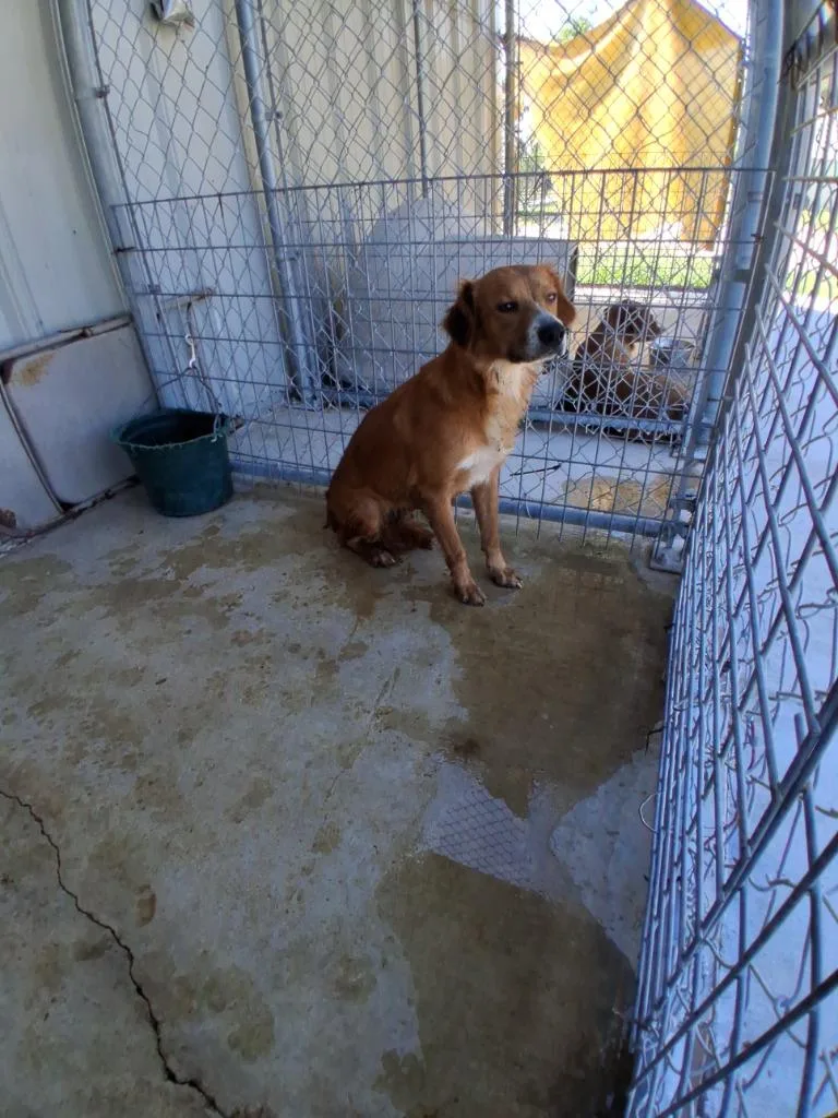 A young large-sized female Australian Shepherd dog named Grace for adoption in Brownwood, TX