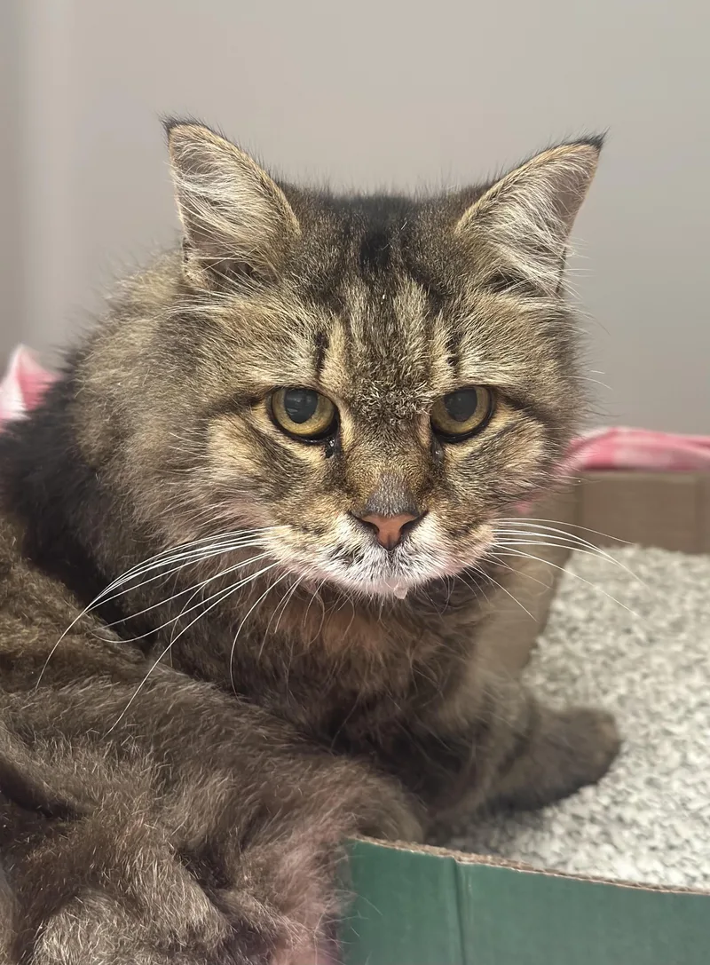 A senior medium-sized female Tabby (Brown / Chocolate) Domestic Long Hair cat named Agatha for adoption in Stafford, VA