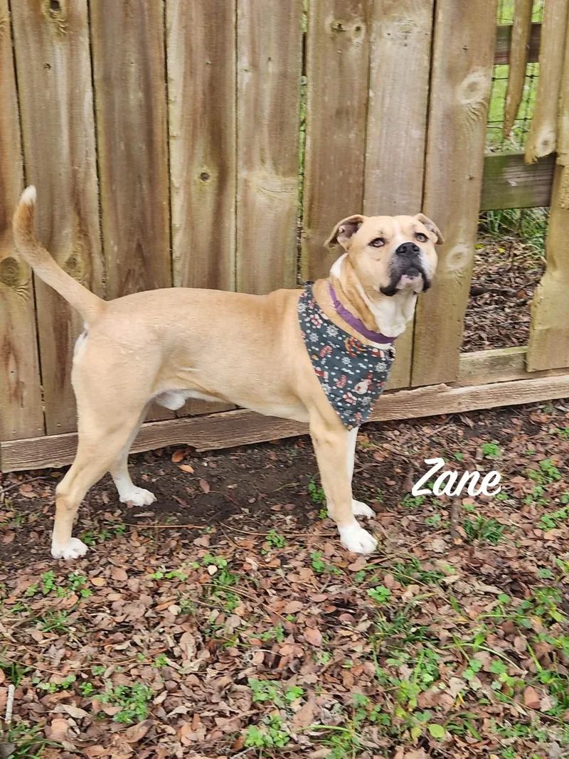 An adult large-sized male American Staffordshire Terrier dog named Zane : The Chill for adoption in Houston, TX