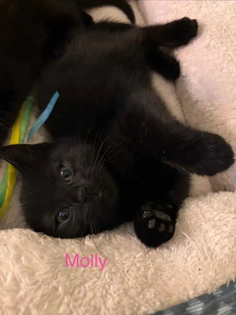 A baby small-sized female American Shorthair cat named Molly for adoption in Hagaman, NY