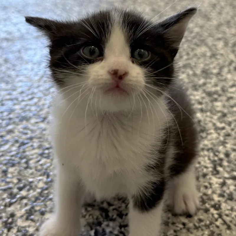 A baby small-sized male Calico Domestic Short Hair cat named Sterling for adoption in St. Louis, MO