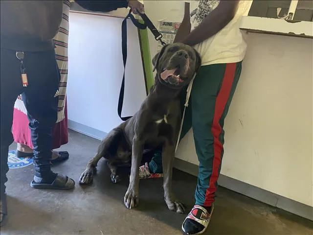 An adult extra large-sized male Cane Corso dog named Jefe for adoption in Los Angeles, CA