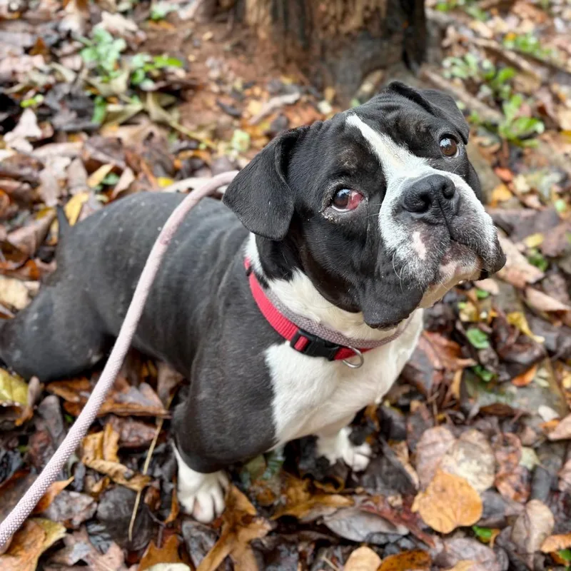 An adult medium-sized female Black English Bulldog dog named Diva for adoption in Rocky Mount, VA